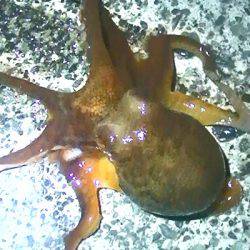 焼津港　タコ釣り、サビキ釣り　２７日、２８日